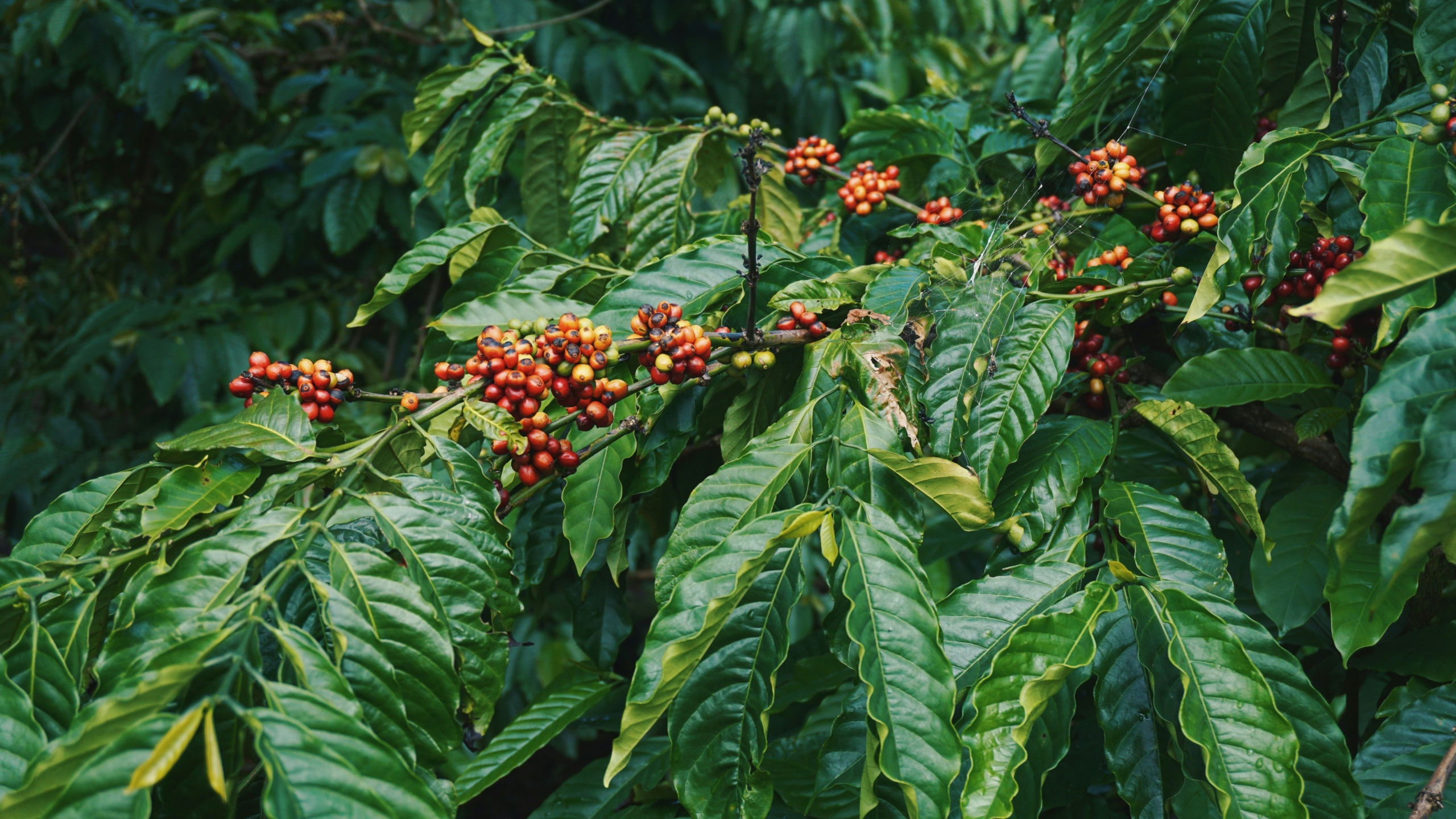 Panel: Coffee Stories – Behind the beans #2